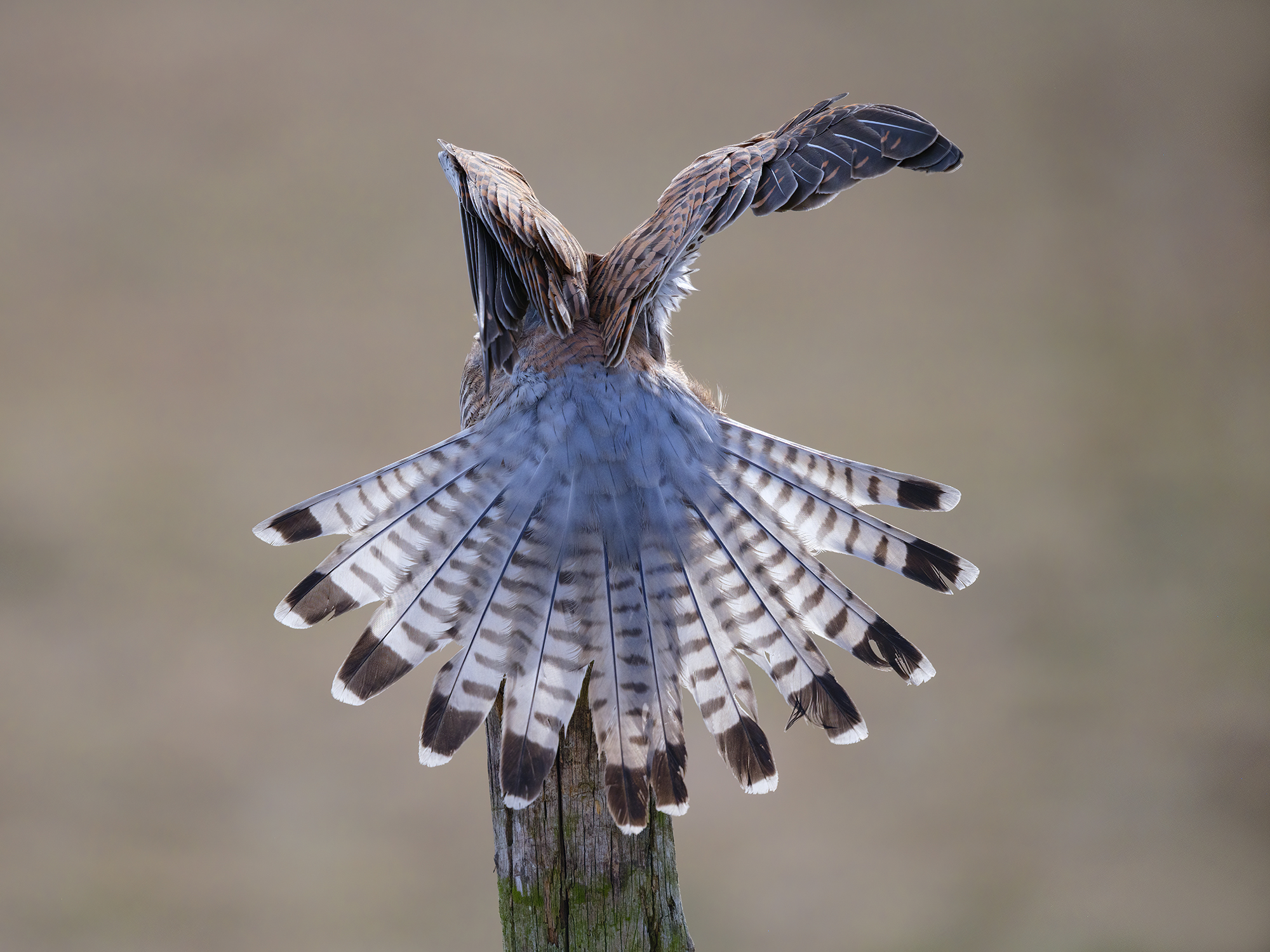 Alles von sich gestreckt